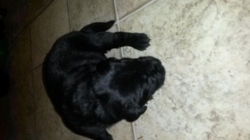 AKC Black or Yellow lab puppies