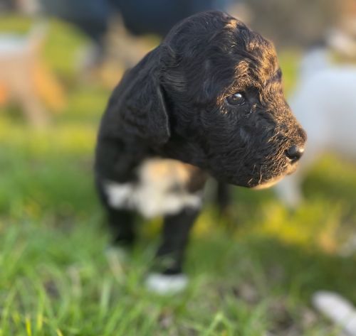F1B Pyredoodle Pups