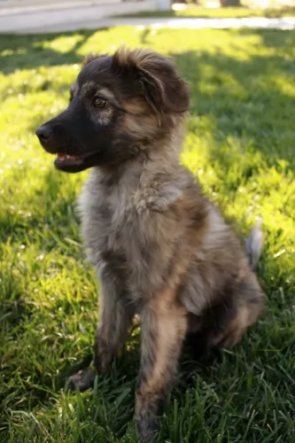 pyrenean shepherd puppy - description