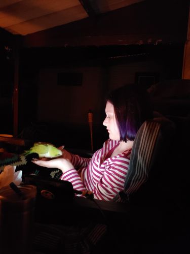 1 year old Quaker parrot needs loving home