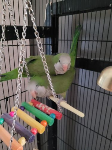 A pair of green quaker age 1 year