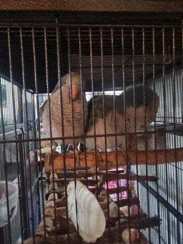 2 male brother Quakers for sale