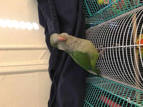 Monk parrot for sale