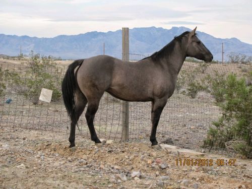 Quarter Horse Mare