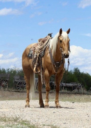 2016 AQHA Palomino Solid, Seasoned Ranch Gelding