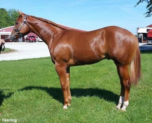 Marvelous Quarter Horse Gelding for sale