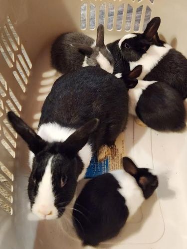 Baby bunnies for sale rehoming