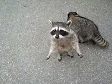 Raccoon For Sale Text (***) ***-***6