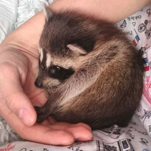 Raccoon Animals for sale in Atlanta, GA 30342, USA. price: $300