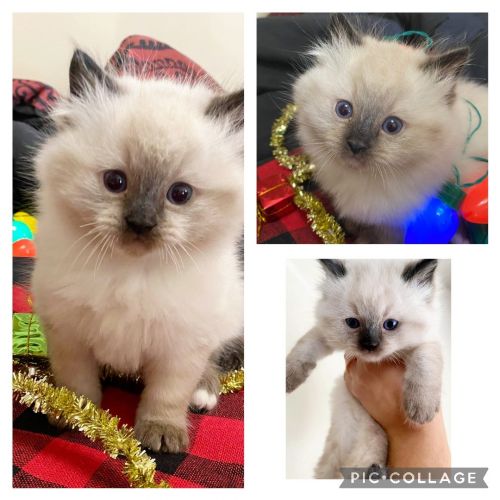 Adorable 100 % Ragdoll brothers! Available Now!