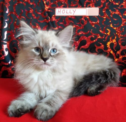 Ragdoll Male & Females