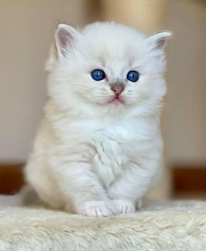Ragdoll Kittens for Sale