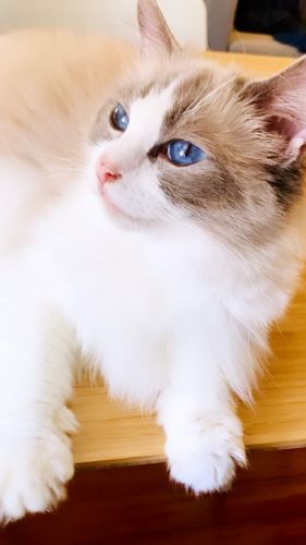 Ragdoll bicolor for adoption