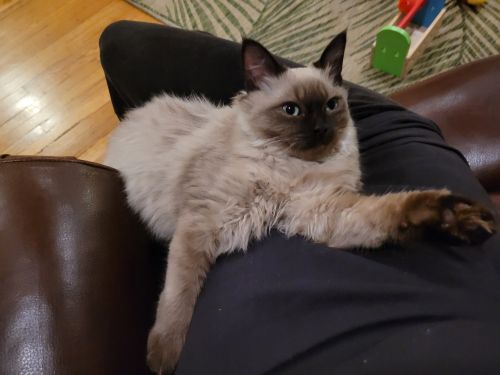 Rehoming sweet mink ragdoll kitten