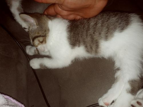 Five kittens for sale