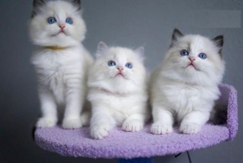 Ragdoll kitten are Well trainable,
