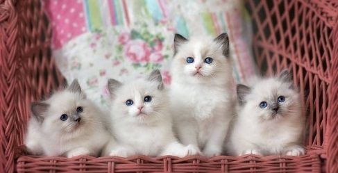 100% Purebred ragdoll kitens