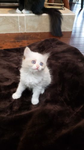 Ragdoll female 04/09/2023