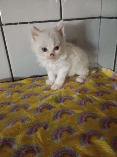 Ragdoll kittens for sale