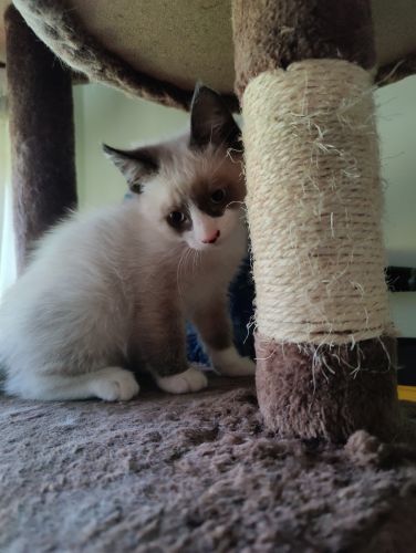 Spidey Ragamese Male Kitten