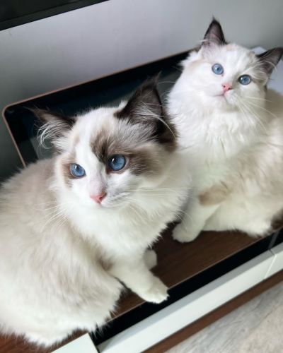 Healthy ragdoll kittens