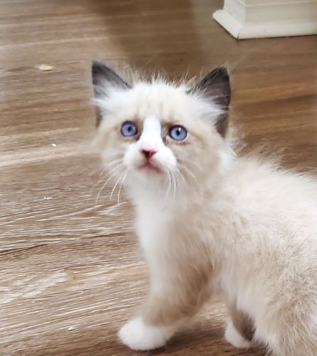 Ragdoll Kitten