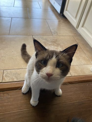 Ragamese cat for sale