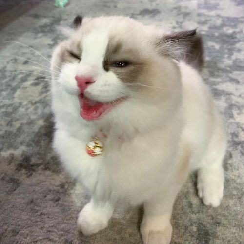 Ragdoll kittens for rehoming.