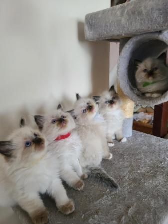 Ragdoll Cats for sale in Los Angeles, CA, USA. price: $400