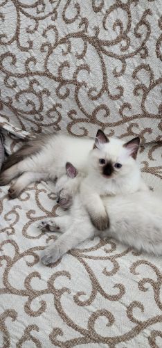 Ragdoll kittens