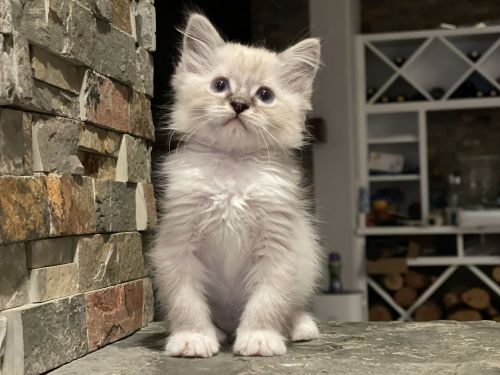 purebred ragdoll