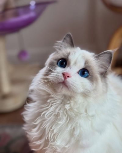 Beautiful Ragdoll kitten baby at an affordable price
