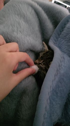 Katzenbaby „Bella“ abzugeben – Ragdoll-Mix