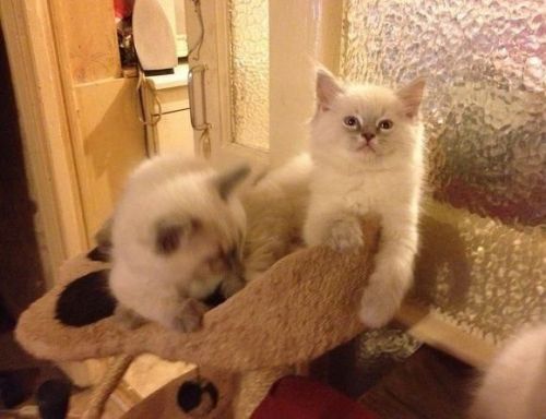 Tica Ragdoll Kittens