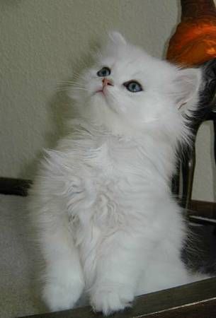 Ragdoll Cats for sale in Los Angeles City Hall, 200 N Spring St, Los Angeles, CA 90012, USA. price: $100