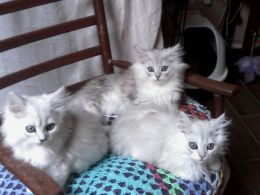 Ragdoll Cats for sale in Los Angeles City Hall, 200 N Spring St, Los Angeles, CA 90012, USA. price: $100