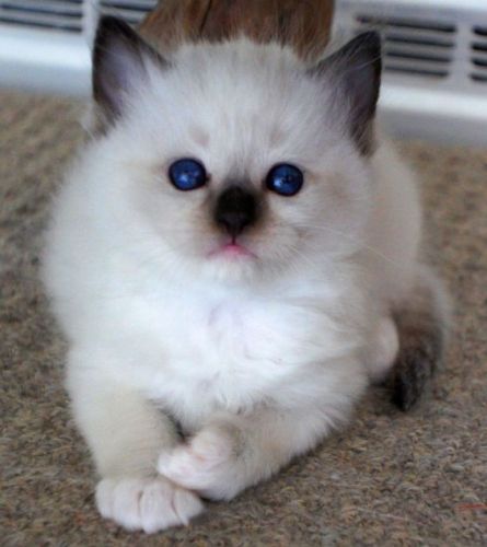 Ragdoll Cats for sale in Virginia Beach Blvd, Virginia Beach, VA, USA. price: NA
