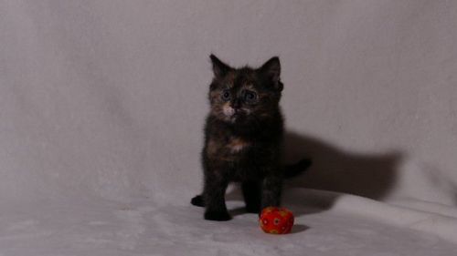 Beautiful Ragdoll Kittens