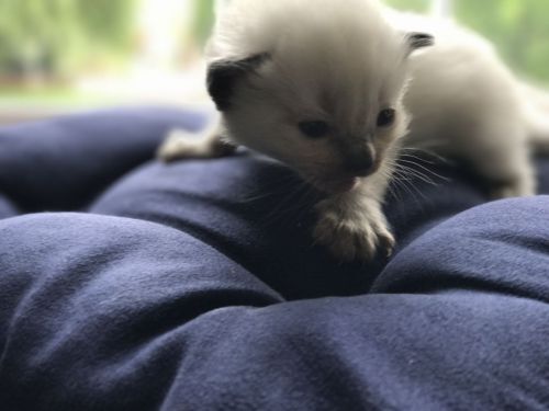 Ragdoll Cats for sale in Los Angeles, CA, USA. price: $380