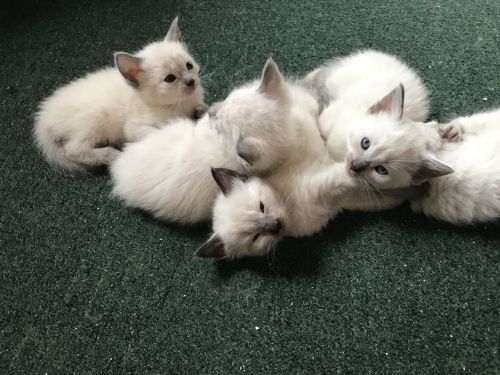Gccf Kittens