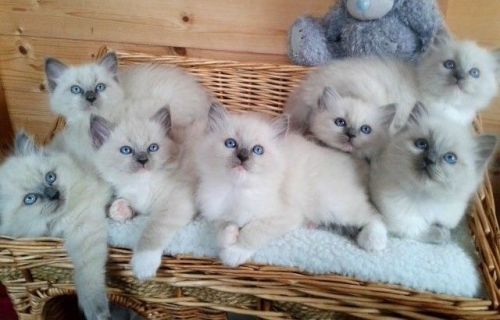 Ragdoll Cats for sale in New York, NY, USA. price: $220
