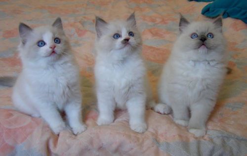 Stunning Pedigree Ragdoll Babies Text us on (***) ***-***9
