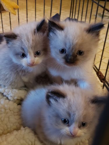 Ragdoll/ Himalayan kittens
