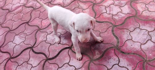 Rajapalayam Pure Line Breed