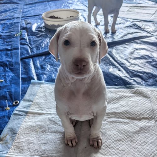 Rajapalayam Puppies for sale in Lambertville, NJ 08530, USA. price: $1,200