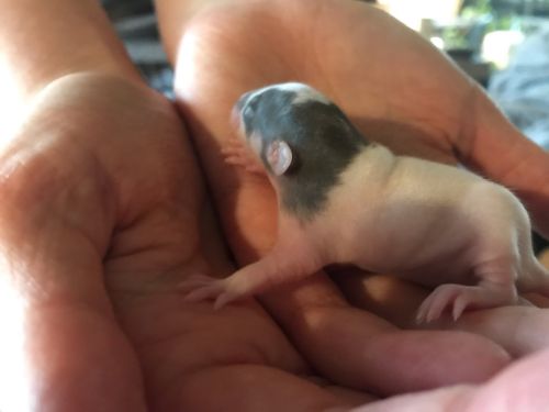 Rat kits ready for new homes soon