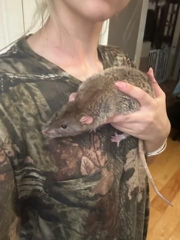 2 male pet rats