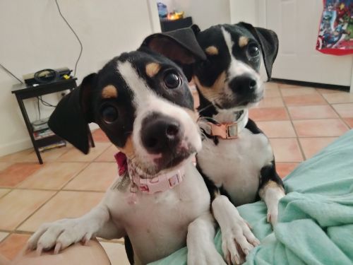 Rat terrier mix