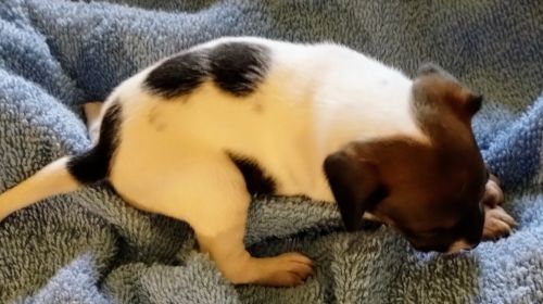 Standard type A CKC apricot rat terrier female