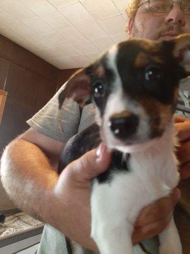8 week old rat terrier puppies for sale